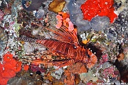Pterois antennata-Maldives Bathalaa thila-16m-20240423-da-DSC_6056_tn